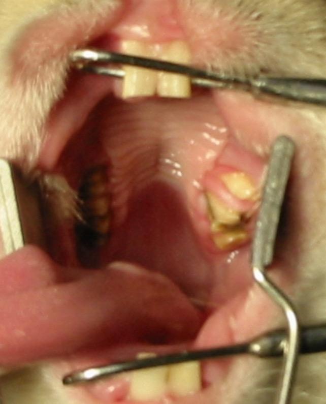 Dental Diagnosis Clinical