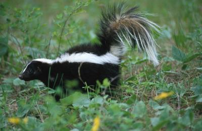Striped Skunk Mephi8s mephi8s (Mephi@dae) 22-32 long Tail 8-14 4.5-9.25 lbs.