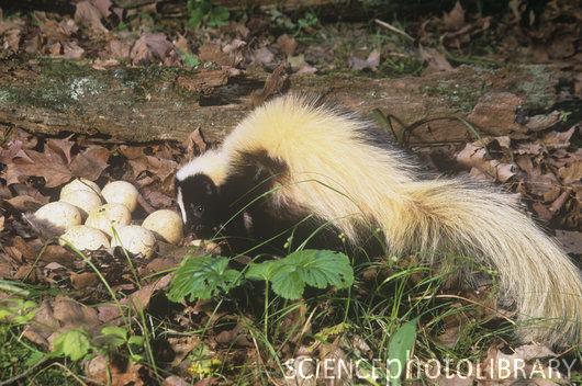 Striped Skunk Range Most of con@nental U.S. Central southern Canada Excluding western B.