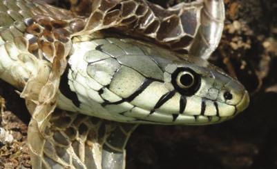Shedding is a stressful time for any reptile but snakes are most vulnerable. Lizards, tortoises, monitors and geckos shed slowly, bit by bit, and rarely have any trouble.