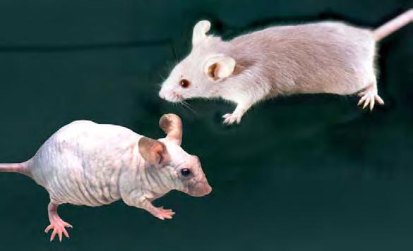 EXOTIC ANIMAL CARE Normal domestic mouse Normal hairless mouse Robert E.