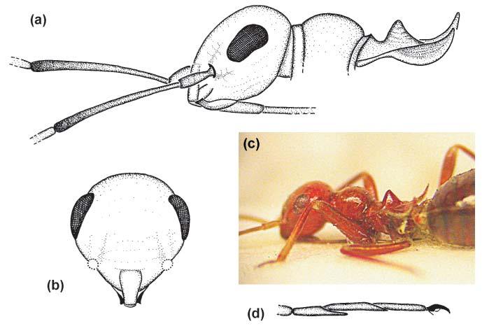 426 RIBES et al.: Two new Phylinae (Heteroptera: Miridae) from the Canary Islands Fig. 2. Systellonotus stysi sp. nov.