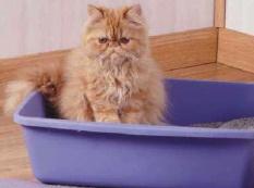 Litter Box 101 www.best-cat-tips.com DID YOU KNOW? Your cat s sense of smell is nearly 1000 times better than yours, so clean the litter box thoroughly at least once daily.
