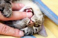 What To Do When A Cat Uses Its Mouth To Communicate The public isn t as cat savvy as we are: -keep your eye on the cats body language If a cat bites or