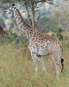 Giraffe Giraffa camelopardalis (Linnaeus, 1758) The giraffe (Giraffa camelopardalis) is an African even-toed ungulate mammal, the tallest living terrestrial animal and the largest ruminant.