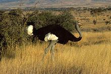 Ostrich Struthio Linnaeus, 1758 camelus The Ostrich or Common Ostrich (Struthio camelus) is either one or two species of large flightless birds native to Africa, the only living member(s) of the