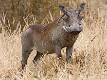 Warthog Phacochoerus (Gmelin, 1788) africanus The warthog or common warthog (Phacochoerus africanus) is a wild member of the pig family (Suidae) found in grassland, savanna, and woodland in