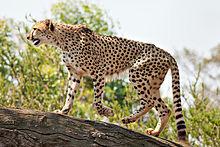 Cheetah Acinonyx (Schreber, 1775) jubatus The cheetah (Acinonyx jubatus) is a large feline (family Felidae, subfamily Felinae) inhabiting most of Africa and parts of the Middle East.