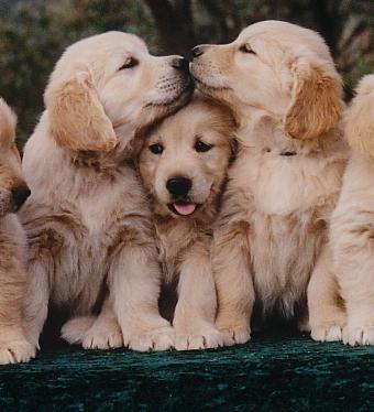 Choosing Your New Puppy Whether you decide to buy your new puppy from a breeder or adopt it from a rescue center, bringing a pup into the family is an important decision to make.