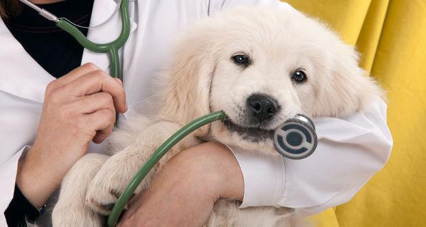 Start off by feeding your puppy three times a day and after ten to twelve weeks of age, reduce this to twice a day.