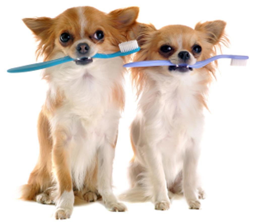 Visits SUBURBAN SPECIAL $15.00 OFF PET DENTAL CARE Suburban Animal Clinic is offering $15 off your pet s dental cleaning scheduled now through March 31, 2014.