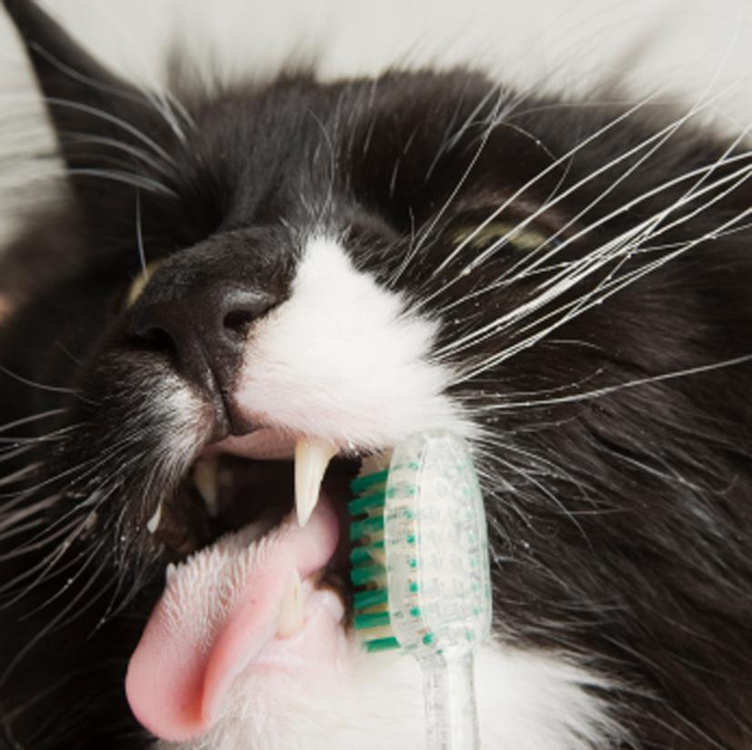 Maintaining oral health for your pet requires regular professional dental care from your veterinarian, as well as home care from you.