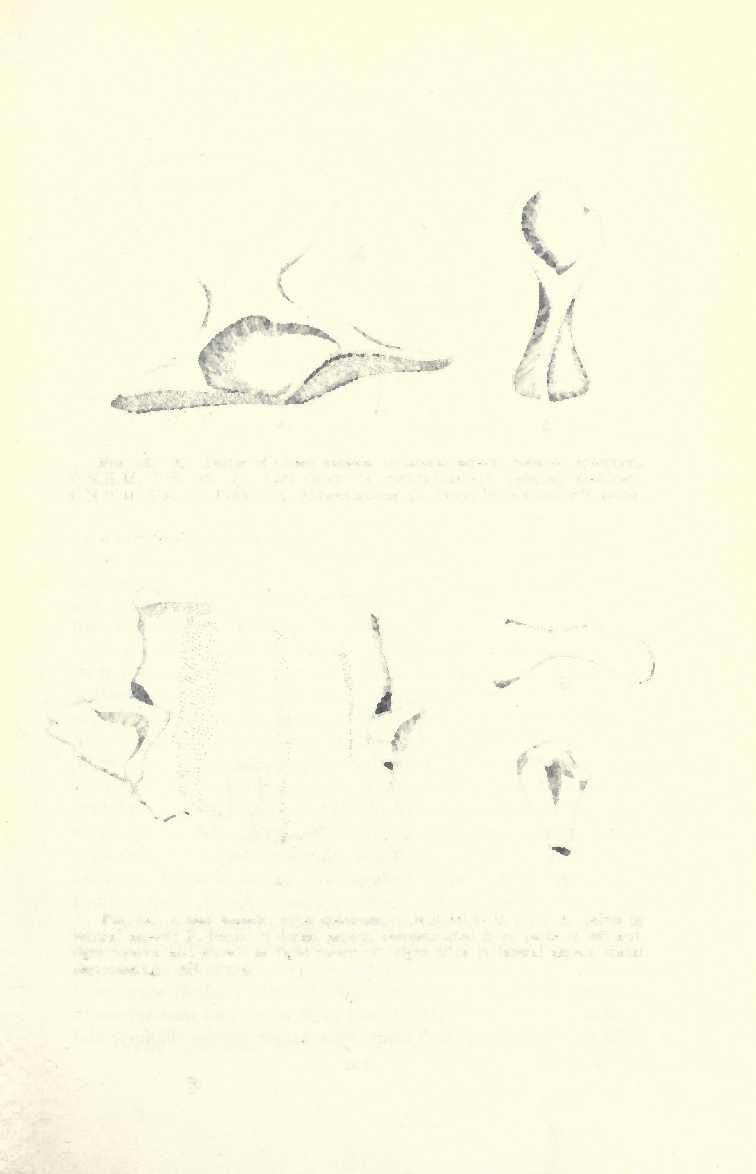 B Fig. 83. A. Pelvis of Casea nicholsi in lateral aspect; referred specimen, C.N.