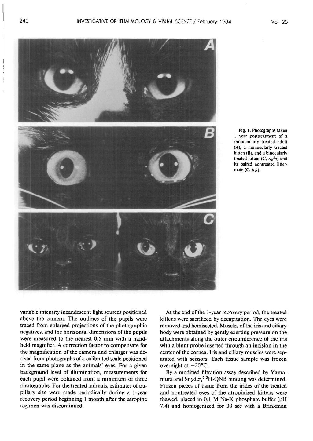 240 INVESTIGATIVE OPHTHALMOLOGY & VISUAL SCIENCE / Februory 19