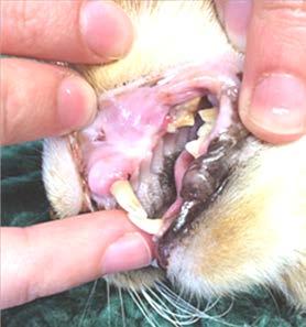 Dental Disease Dental disease affects over 80% of animals over the age of 3 years. Early detection of dental disease is vital.