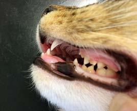 A senior cat with periodontal disease, needing extractions Signs of dental disease are: Persistent bad breath Pawing at the mouth Dribbling Difficulty in eating Dental hygiene needs to ideally start