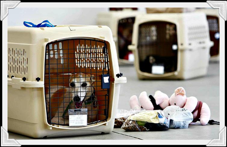 Animal Transport $800 Provide a Warm Air Recovery Blanket and increase comfort for dogs after surgery A warm air recovery