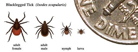 The Ecology of Lyme Disease 1 What is Lyme disease? Lyme disease begins when a tick bite injects Lyme disease bacteria into a person's blood.