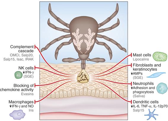 Black-legged ticks and Lyme disease bacteria Most cases of Lyme disease in the US result from the bite of a black-legged tick that has been infected with Lyme disease bacteria.