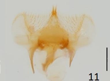 Figs 7, 9- aedeagus, dorsal view. Scale line: 1.