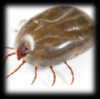 TICKS TICK & FLEA PREVENTION Ticks are external parasites that feed on the blood of dogs.