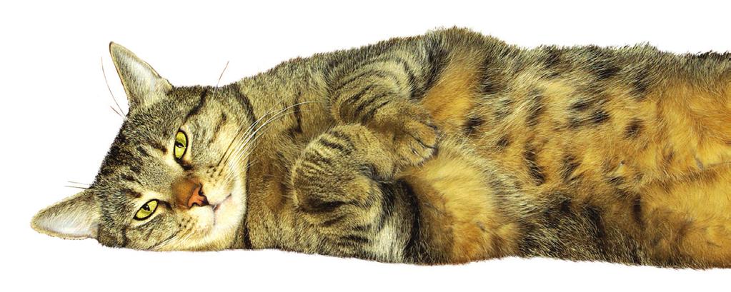 Worms - Roundworms will cause your cat to have symptoms such as a swollen belly, vomiting and diarrhoea. Jollyes provides effective worming treatments for cats.