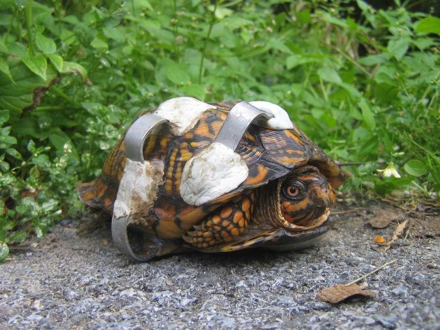 "Sheldon", or Eastern Box Turtle