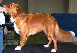 4 is centered at the base of the dog's tail. Start with the dog standing comfortably, preferably on a table, facing to your right.