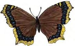 Wings: They have one pair of wings - the hind wings are adapted structures called halterers,