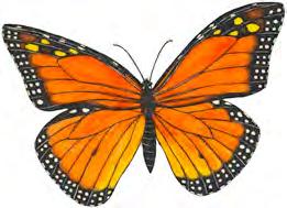 Butterflies are more commonly active in the daytime as opposed to the more nocturnal moths.