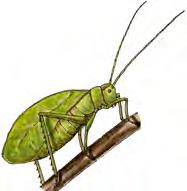 8) Order Orthoptera Tettigoniidae - Katydids Katydid Cricket Grasshopper Gryllidae - Crickets Acrididae - Grasshoppers Their back legs are usually large and build for jumping.
