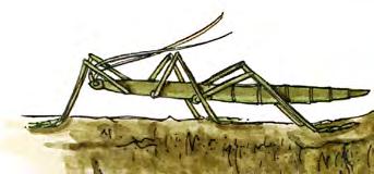 9) Order Phasmida Examples of Families Heteronemiidae - Common Walkingsticks They have very long, stick-like bodies with long legs and antennae.