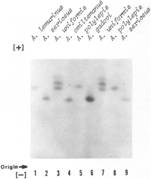 282 COPEIA, 1985, NO. 2 TABLE 1. OBSERVED CREATINE KINASE HETEROZYGOSITY AT THE CK-A LOCUS IN AMPHIBIANS AND REPTILES.