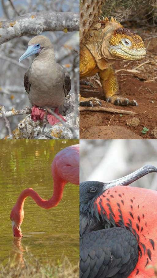 August: Hump-backed whales pass through Galapagos, Whale sharks at Darwin & Wolf islands, Sea-lion birthing, Frigate chicks, Greater Flamingo courtship dance, Galapagos Hawk courting on Española &