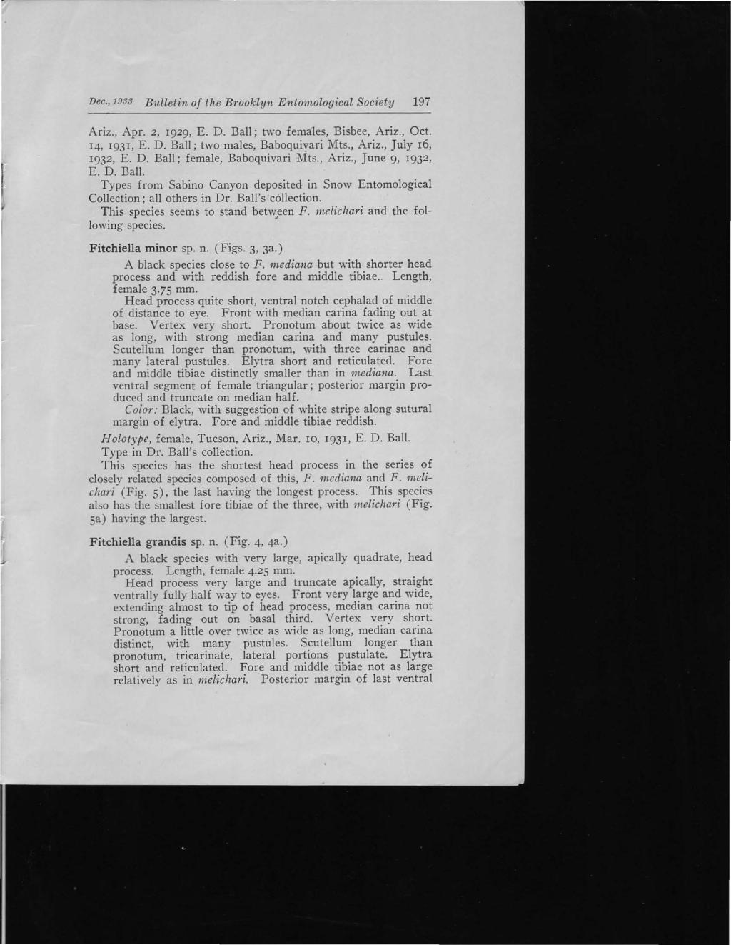 Dec., 1933 Bulletin of the Brooklyn Entomological Society 197 Ariz., Apr. 2, 1929, E. D. Ball; two females, Bisbee, Ariz., Oct. 14, 1931, E. D. Ball; two males, Baboquivari Mts., Ariz., July 16, 1932, E.