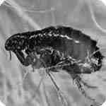 .. Drosophila melanogaster (model organism) Mecoptera = Scorpionflies (mekos = long; pteron = a wing) Distinctive elongated