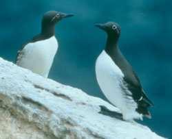 They and their close relatives razorbills, dovekies, guillemots, and puffins are members of a group of black and white, penguin-shaped seabirds called auks. The two species look much alike.