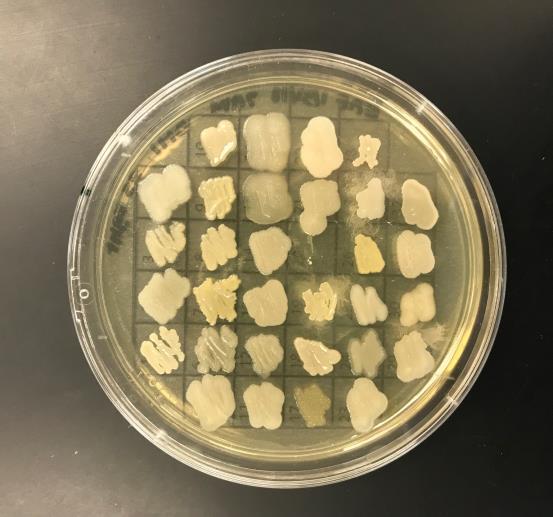 Techniques Used for Experiment Picking and patching Isolating colonies and starting a pure culture.