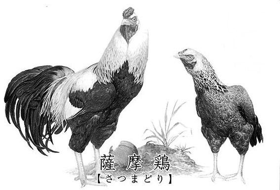 Satsumadori Also named Kagoshima Game By: Wanda Zwart The history of the breed The Satsumadori originates from Japan.