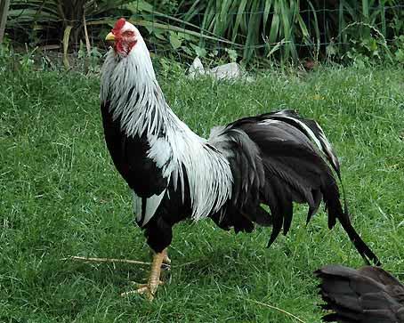 The Japanese colours Shirosasa: Means literally white hackles or white decorated. Shiro= white and sasa ( also: zasa) = hackles.