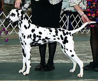 Tinsel Win Picture Sidney GCH Folklore s Iron Marshal On Riversedge x GCH Coachside Winning Colors of Tuckaway Palmer was Winners Bitch at the Dalmatian Club of