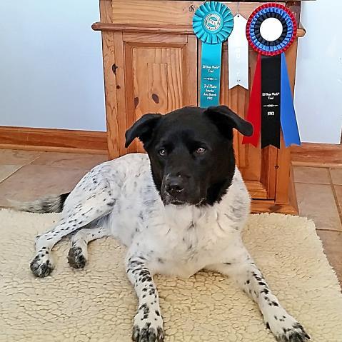 him "GCH Cahaba Night Prowler CD BN RAE CGC RATN TKA FDC" Tobe is owned and loved by Ashley Richardson and Janet M Ward. Meet Moo!