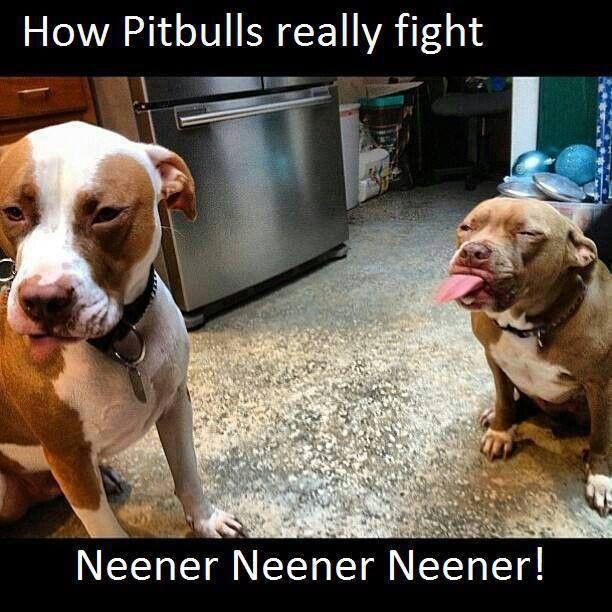 Language mapers. Bullies Pitties, pibbles, etc Lovers, not fighters My vicious pit bull will lick your face DO NOT ASSOCIATE NEGATIVE IMAGES WITH DOGS! Draw people in, not out!