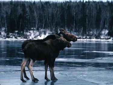THE MOOSE Moose first came to Isle Royale in about the year 1900. They probably swam to Isle Royale. In a typical year, Isle Royale has ~1000 moose.