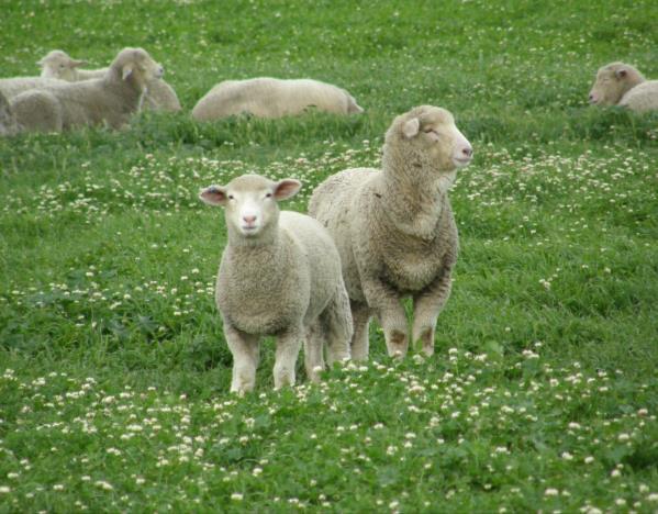 welfare group: Sheep welfare