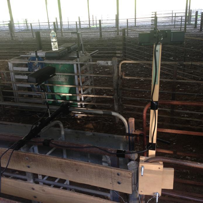 Automated condition scoring Capture images of freshly shorn sheep Correlate images to the actual condition