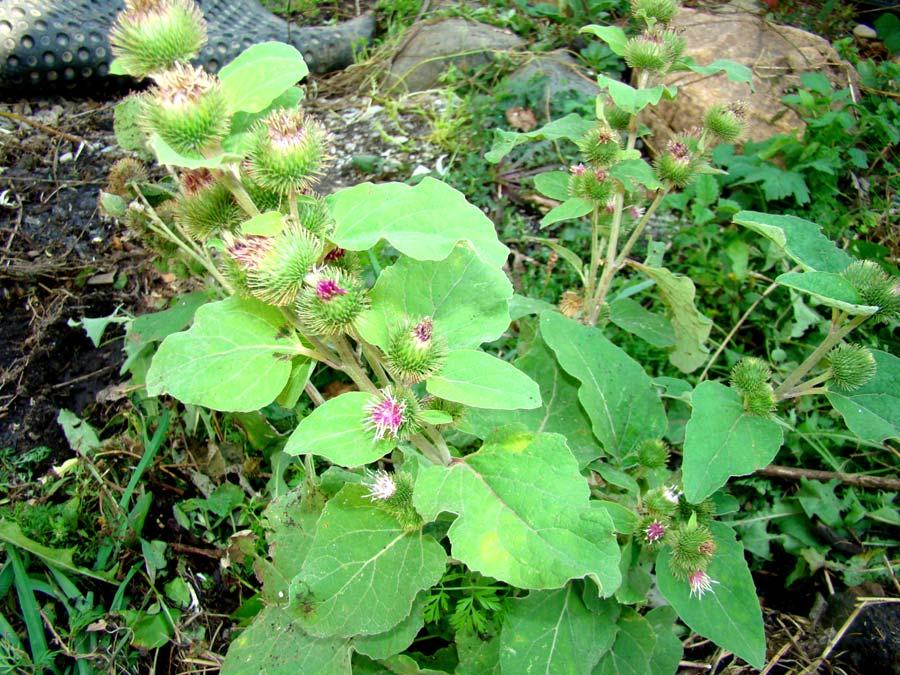 Burdock Shown earlier, this is a very famous old herb used for many medical purposes.