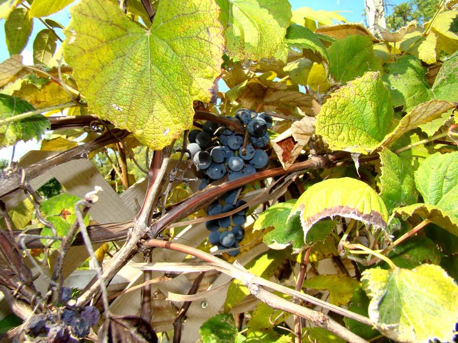 Concord Grapes Yum Yum, I have 2 mature plants near the house and I must pass under them on the way to the hot tub.