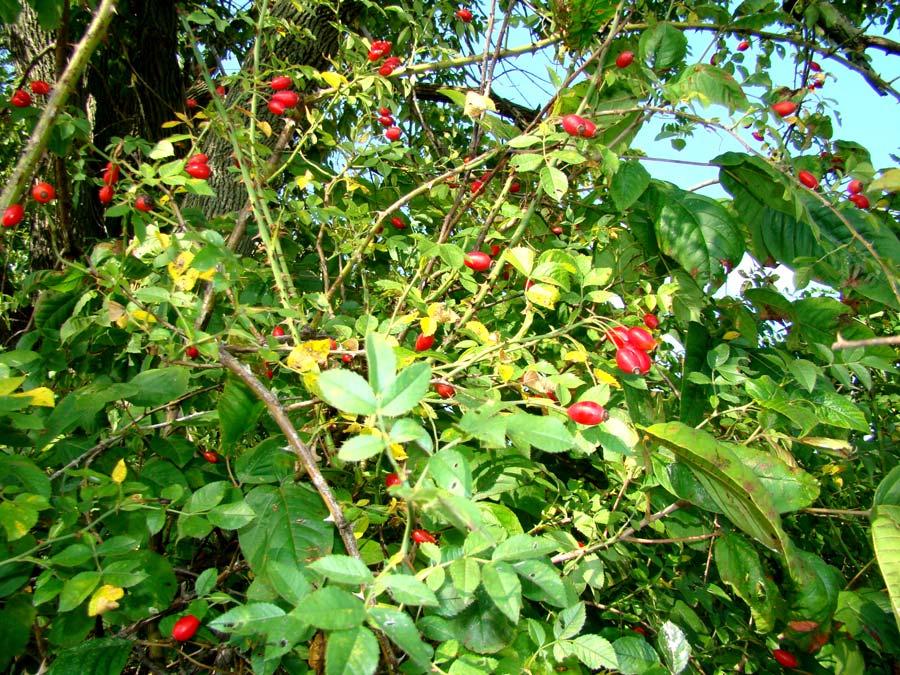 ] Rose Hips A beautiful pink flower in the Spring and a wonderful berry in the Fall that is known for its high