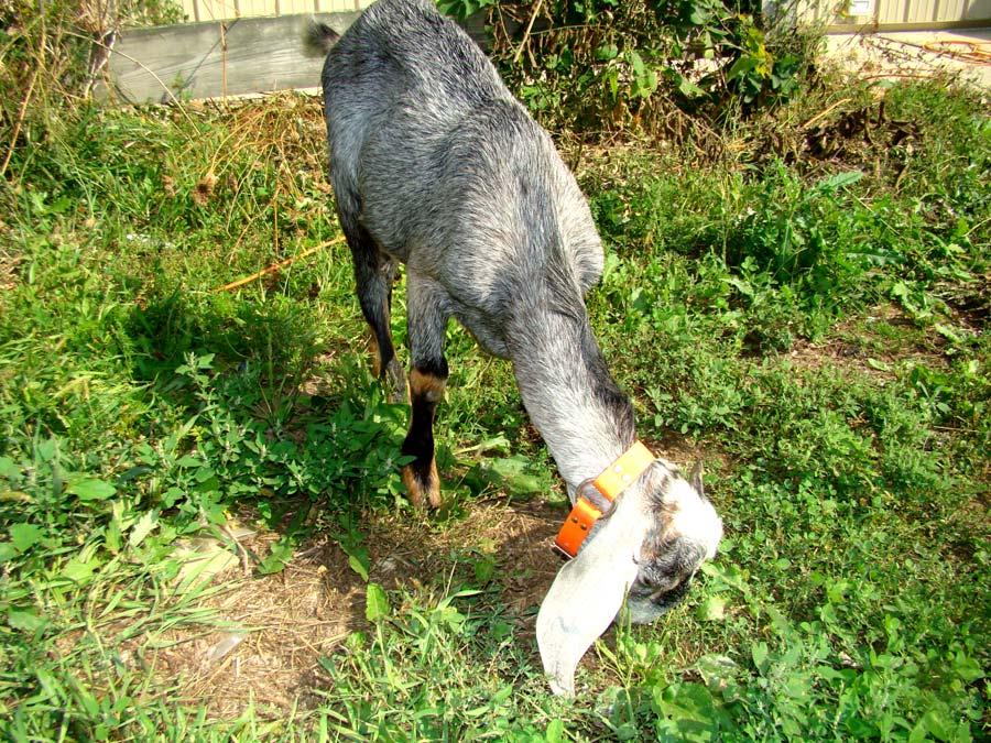This is MAX the Goat! Max is a natural born Master Herbalist. He only lives on eating wild fresh herbs and he is a very picky eater. He visually searches the ground and taste test everything.